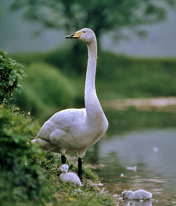 Labuť zpěvná spevavá Cygnus cygnus Whooper Swan Singschwan