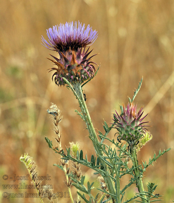 Wild thistle Cynara humilis