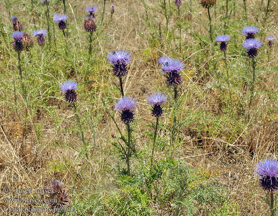 Niedrige Artischocke Cynara humilis