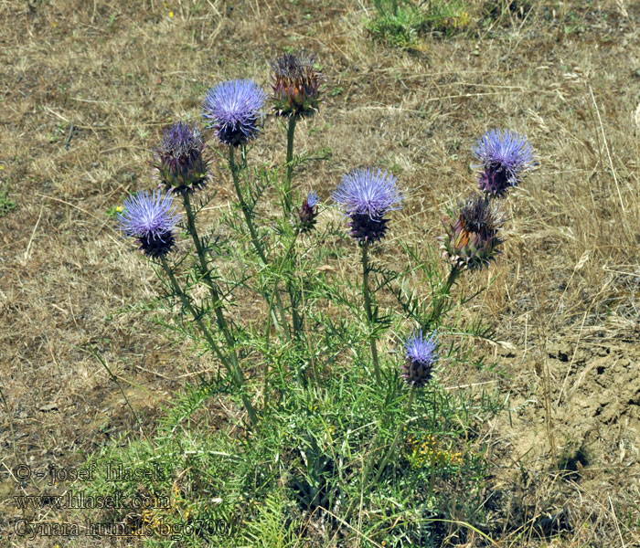 Cynara humilis