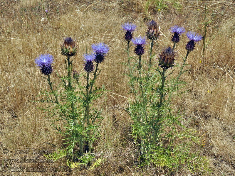 Cynara humilis