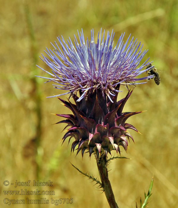 Cynara humilis Niedrige Artischocke