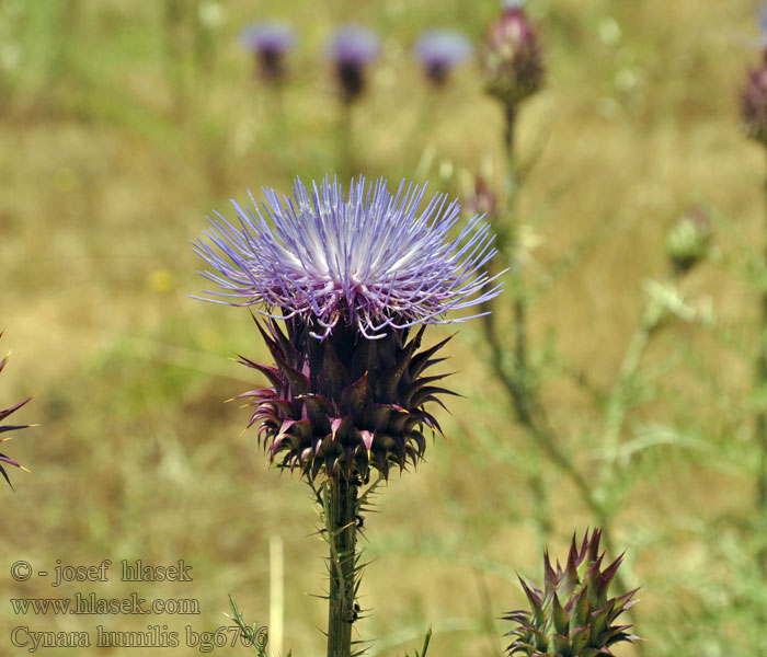 Cynara humilis Niedrige Artischocke Wild thistle