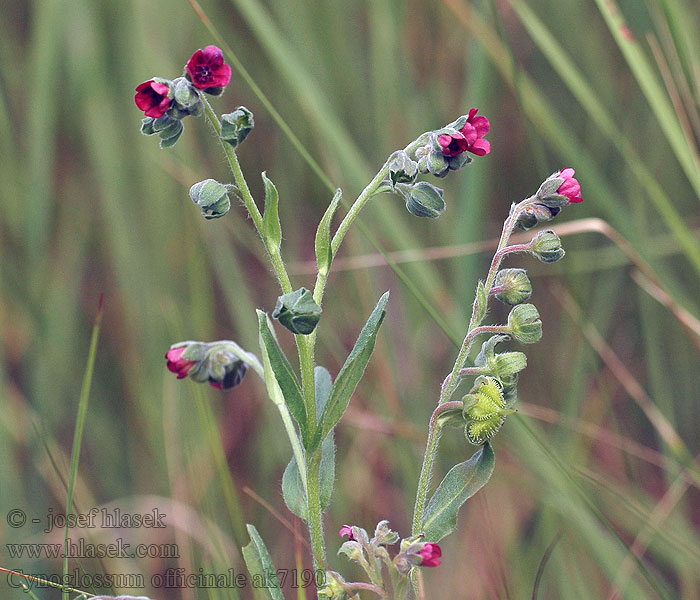 Gewöhnliche Hundszunge Cynoglossum officinale