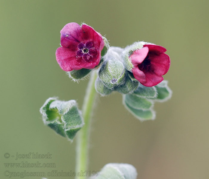 Užanka lékařská Cynoglossum officinale