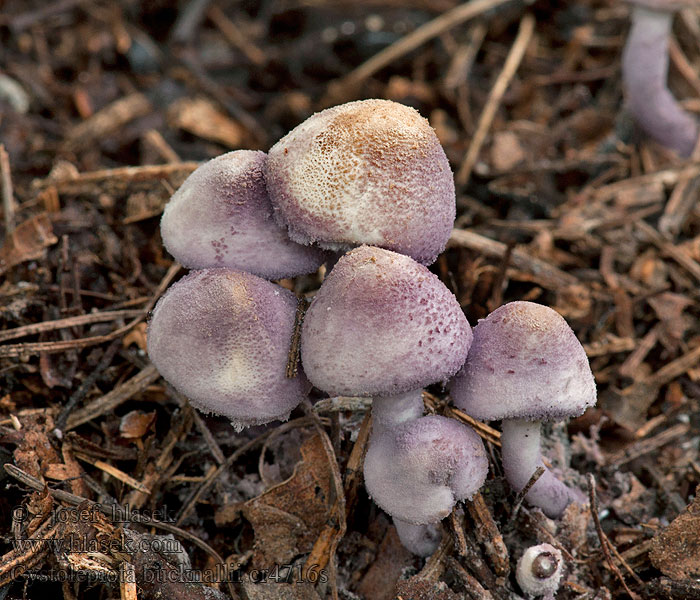 Violetter Violettlicher Mehlschirmling Cystolepiota bucknallii