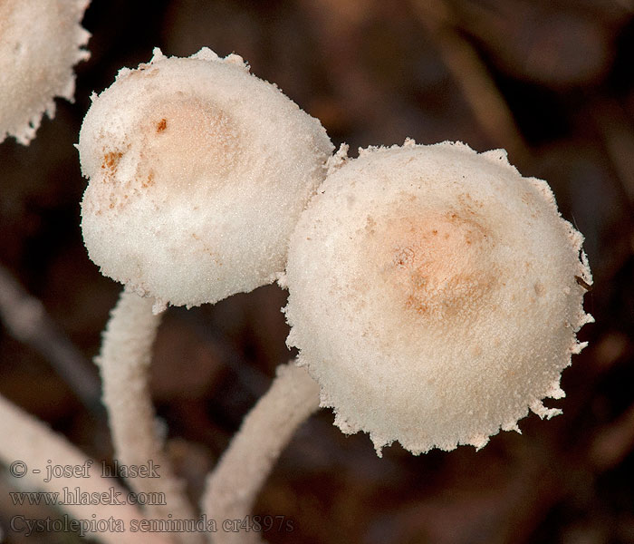 Kleine poederparasol Czubniczka łysawa Cystolepiota seminuda