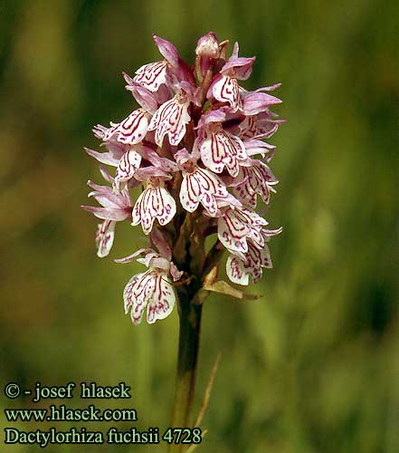Dactylorhiza fuchsii Common Spotted Orchid Skov-Gogeurt
