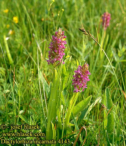 Dactylorhiza incarnata Early Marsh Meadow Orchid Kodfarvet Gogeurt