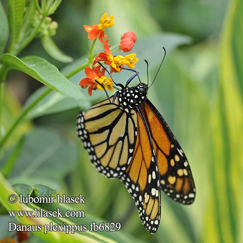 Monarcha amerykański Monarchvlinder Monarque Monarcha stěhovavý Monark Danaus stěhovavý Бабочка данаида монарх Danaus plexippus Monarch Butterfly Monarkki