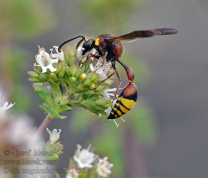 Delta unguiculatum Jízlivka velká