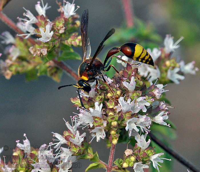 Delta unguiculatum