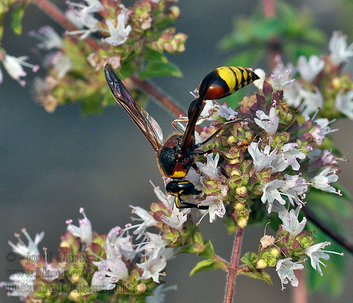 Delta unguiculatum