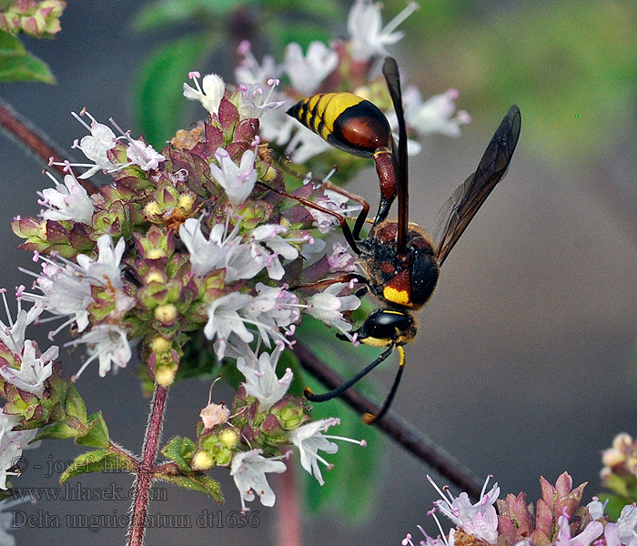 Delta unguiculatum