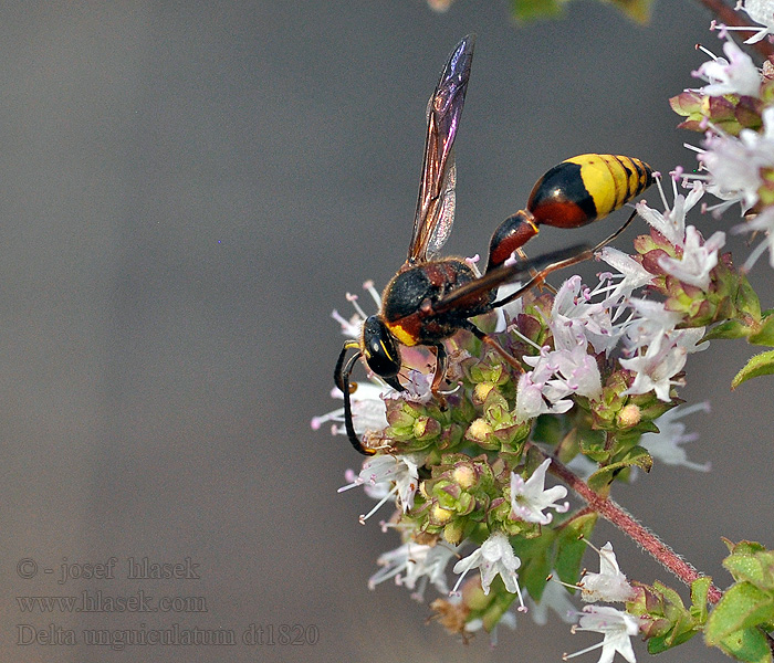 Delta unguiculatum