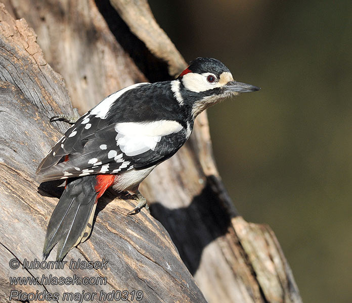 Dendrocopos major Great Spotted Woodpecker