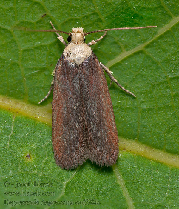 Depressaria depressana Purple Carrot-seed Moth Ploskáč mrkvový