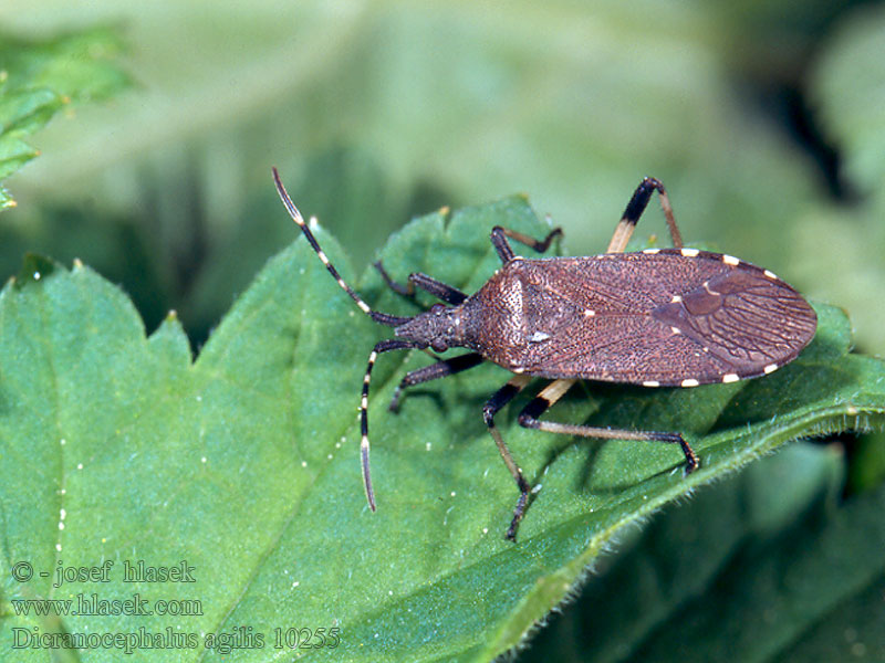 Pryšcovka obecná Dicranocephalus agilis