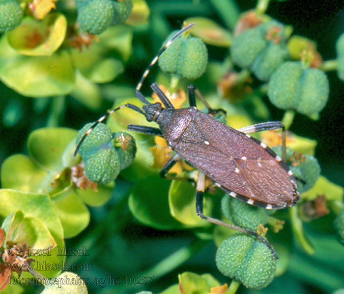 Dicranocephalus agilis