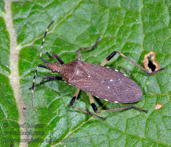 Dicranocephalus agilis