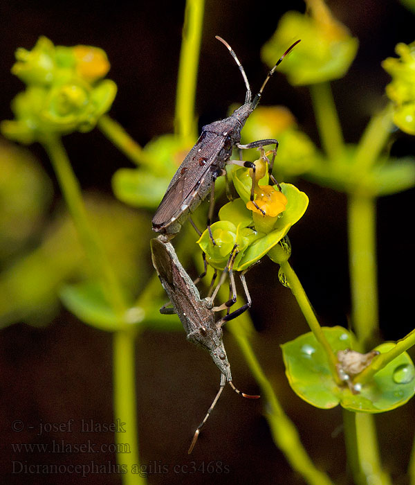 Dicranocephalus agilis Pryšcovka obecná