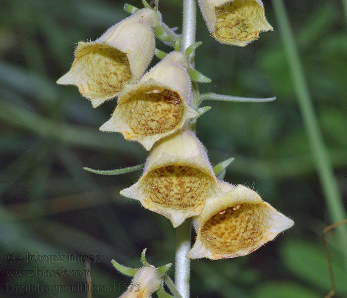 Náprstník velkokvětý Digitalis grandiflora