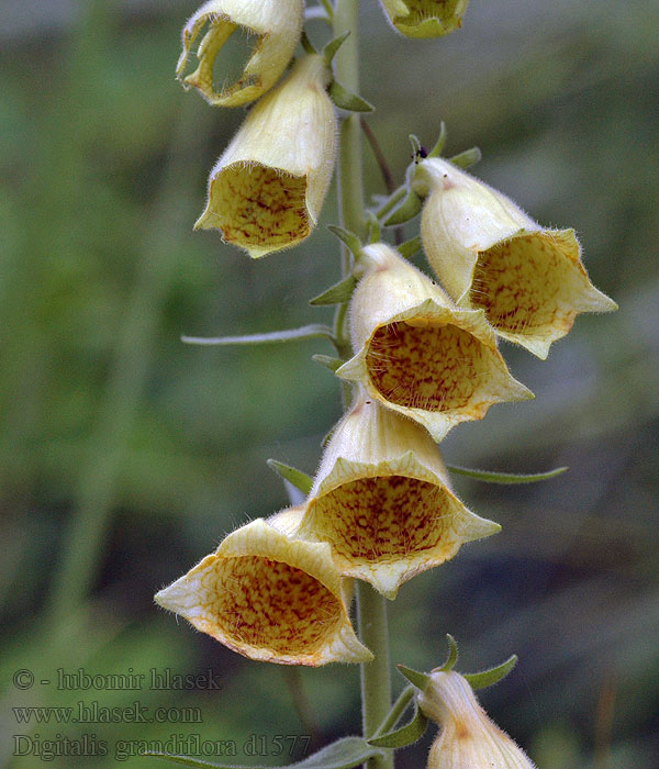 Large Yellow Foxglove Storblomstret fingerbol Digitalis grandiflora