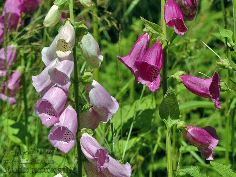 Náprstník červený Digitalis purpurea