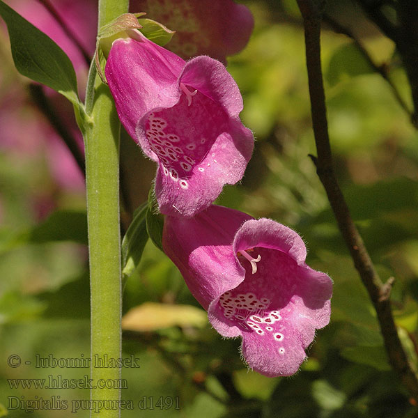 Purple foxglove Almindelig Fingerbol Sormustinkukan Digitalis purpurea