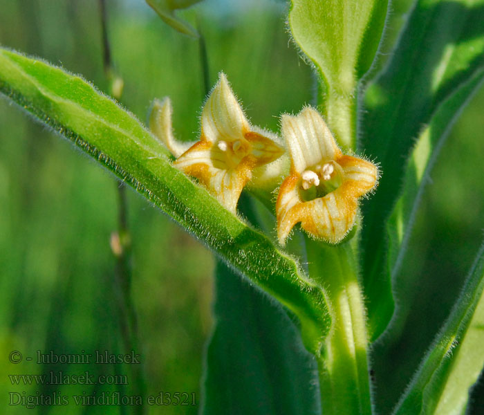 Náprstník zelenokvětý Digitalis viridiflora