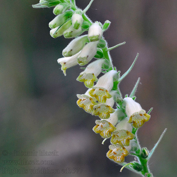 Digitalis viridiflora Náprstník zelenokvětý Grünblütiger Fingerhut Green foxglove