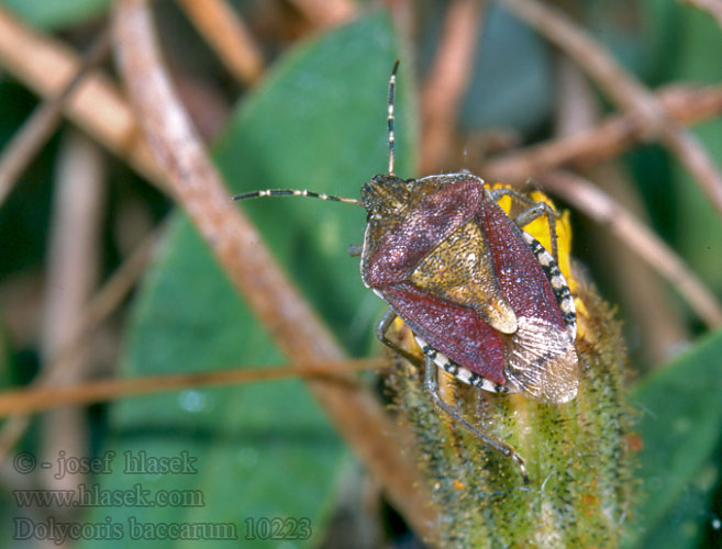 Dolycoris baccarum