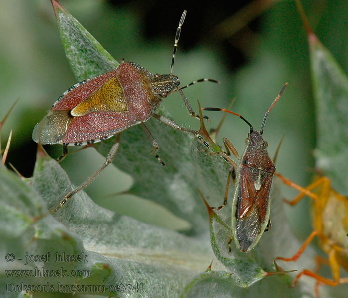 Beerenwanze Plusknia jagodziak Щитник ягодный Dolycoris baccarum