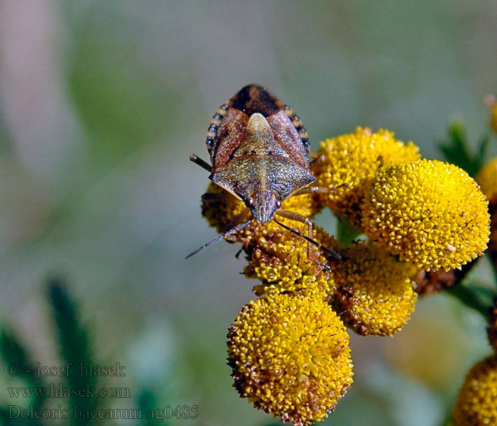 Dolycoris baccarum Beerenwanze Plusknia jagodziak Щитник ягодный