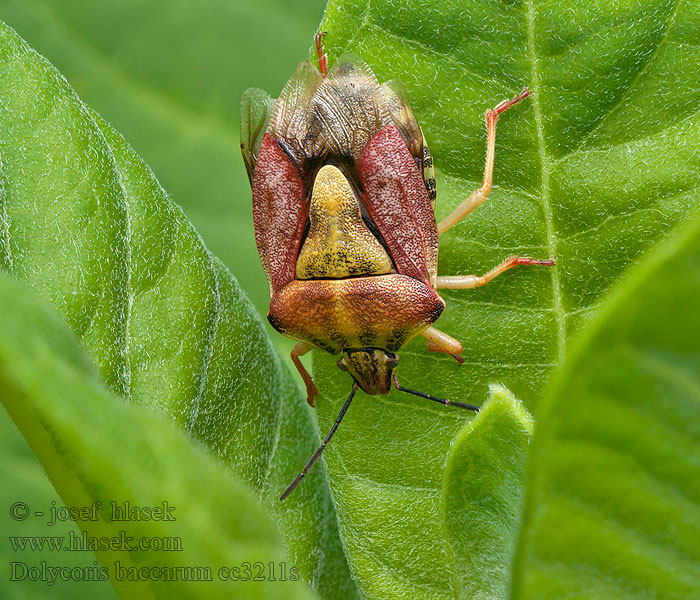 Dolycoris baccarum Bessenwants Hairy Shieldbug