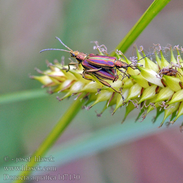 Donacia aquatica Reed Beetle takket sivbuk Välkeruokokuoriainen Rákosníček pruhovaný Радужница водяная 本種はヨーロッパに分布する