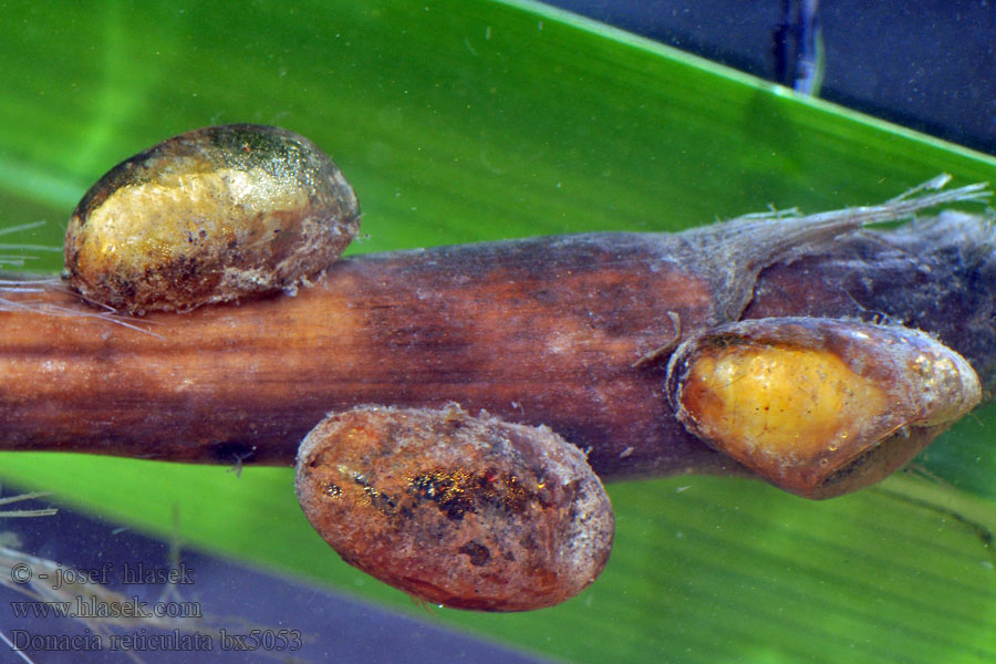 Donacia reticulata