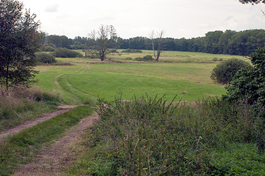 Dráchovské tůně PR Schultern floodplain blind shoulders plaine inondable