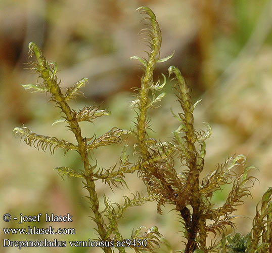 Drepanocladus vernicosus Slender green feather-moss Blank seglmos