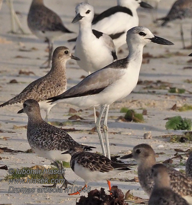 Dromas ardeola Crab Plover Dromas Luolakahlaaja