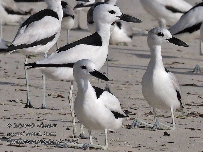 Crab Plover Dromas ardeola