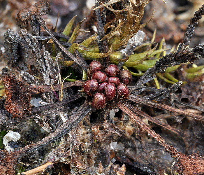 Drosera rotundifolia Rosnatka okrouhlolistá