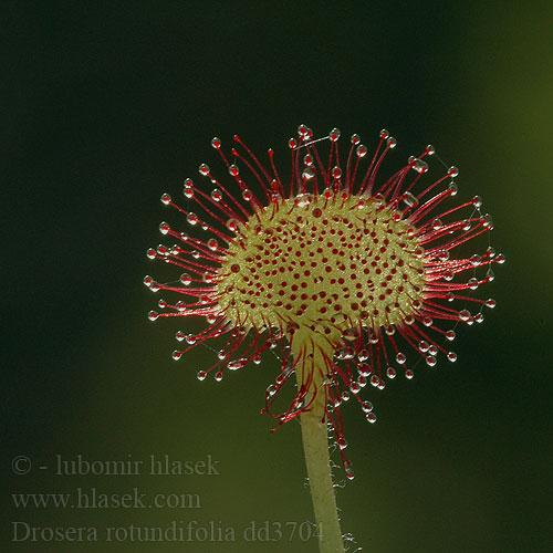 Drosera rotundifolia Common Sundew Rundbladet soldug