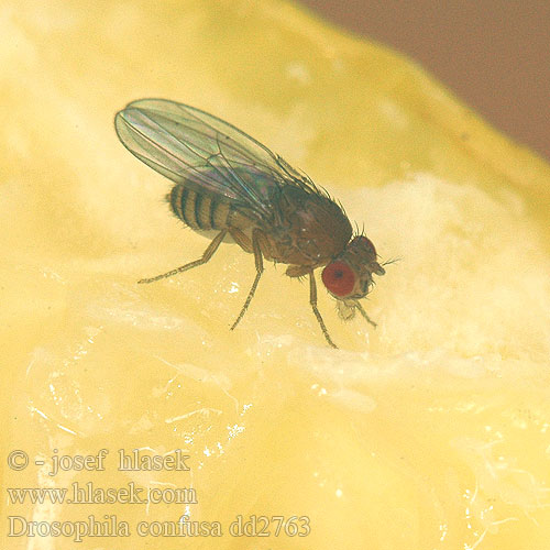 Drosophila confusa Drozofila žltkastá