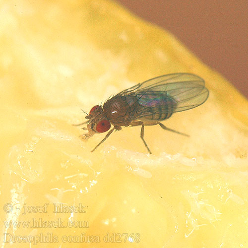 Drozofila žltkastá Drosophila confusa