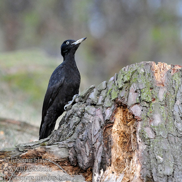 Black Woodpecker Dryocopus martius Schwarzspecht