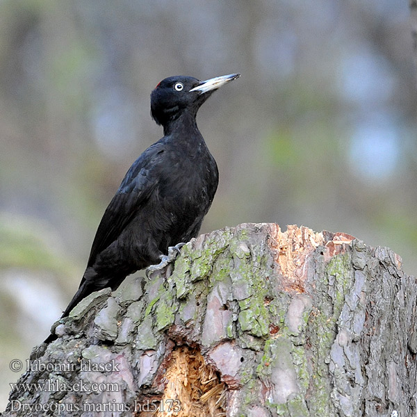 Schwarzspecht Black Woodpecker Dryocopus martius