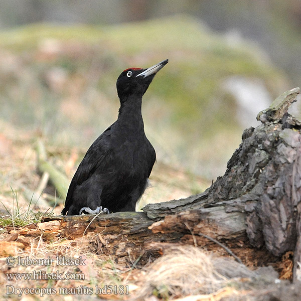 Dryocopus martius 黑啄木鸟 Черный дятел Желна