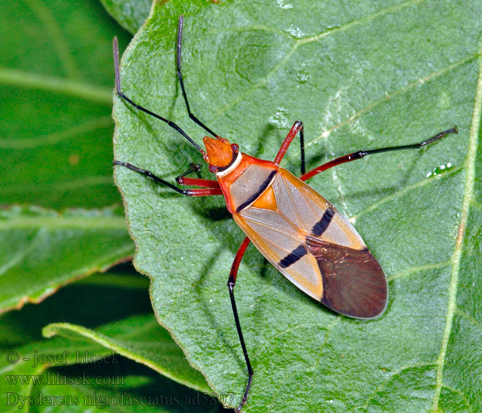 Dysdercus nigrofasciatus