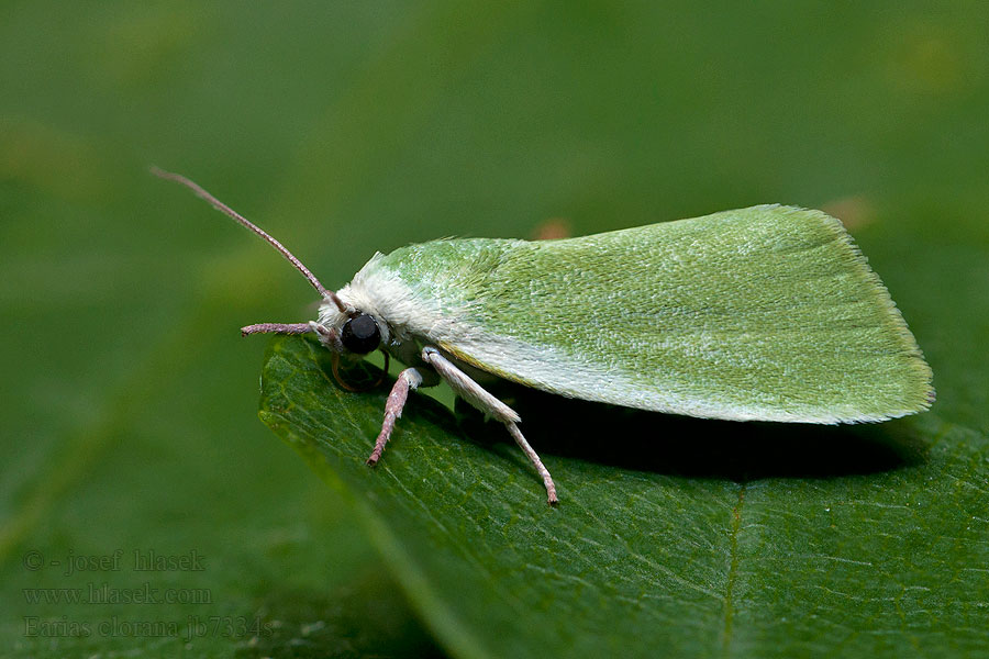 Grüneulchen Cream-bordered green pea Earias clorana